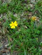 Image of Carolina silkgrass