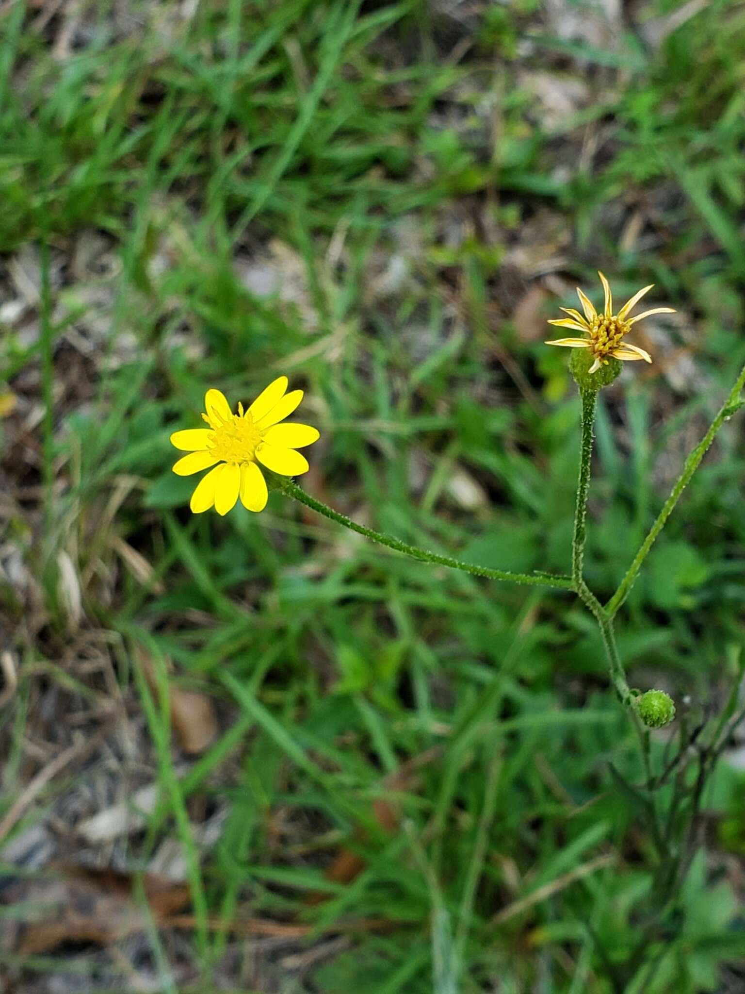 Image of Carolina silkgrass