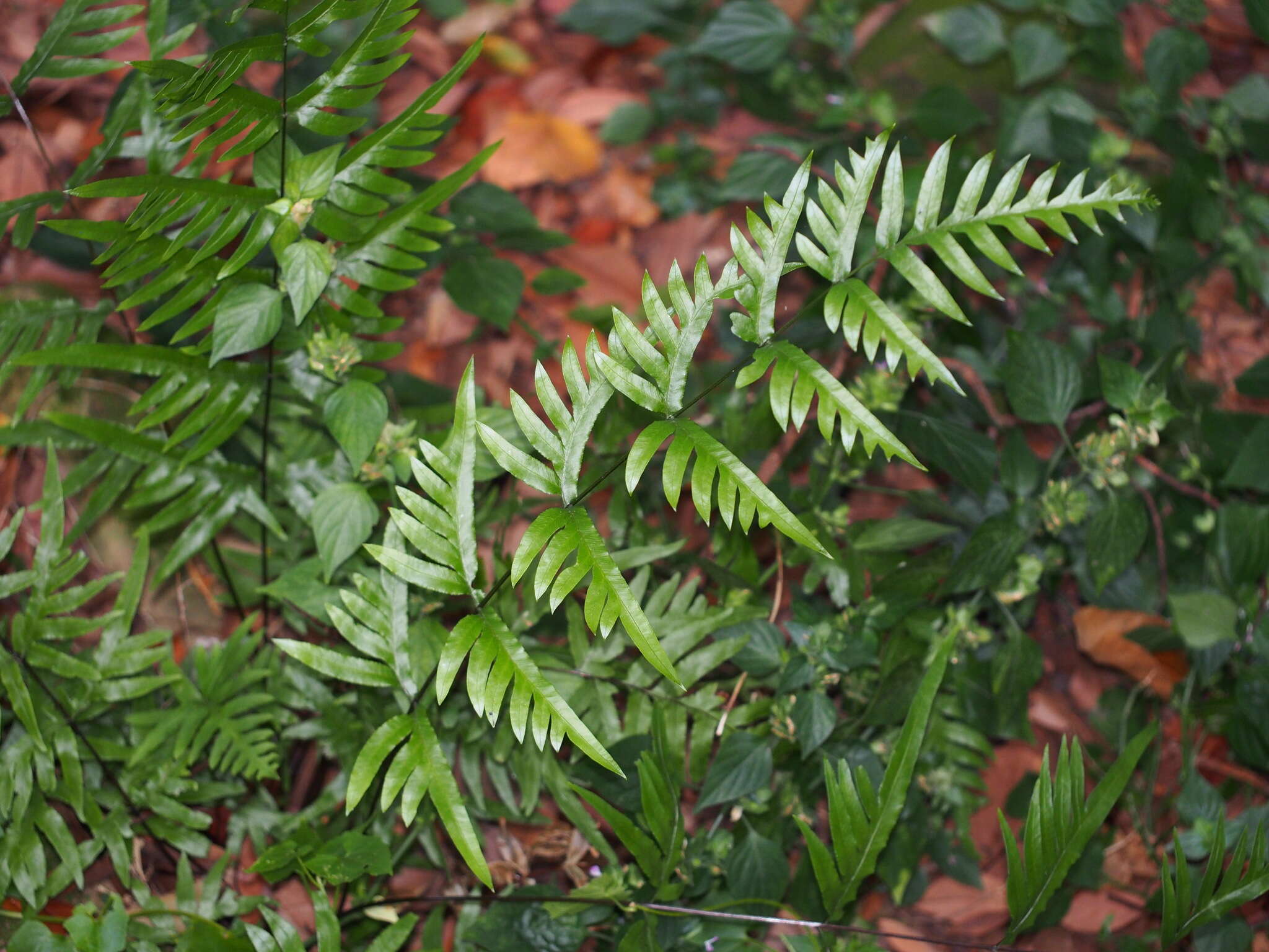 Imagem de Pteris semipinnata L.