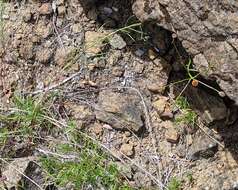 صورة Erigeron reductus var. angustatus (A. Gray) G. L. Nesom