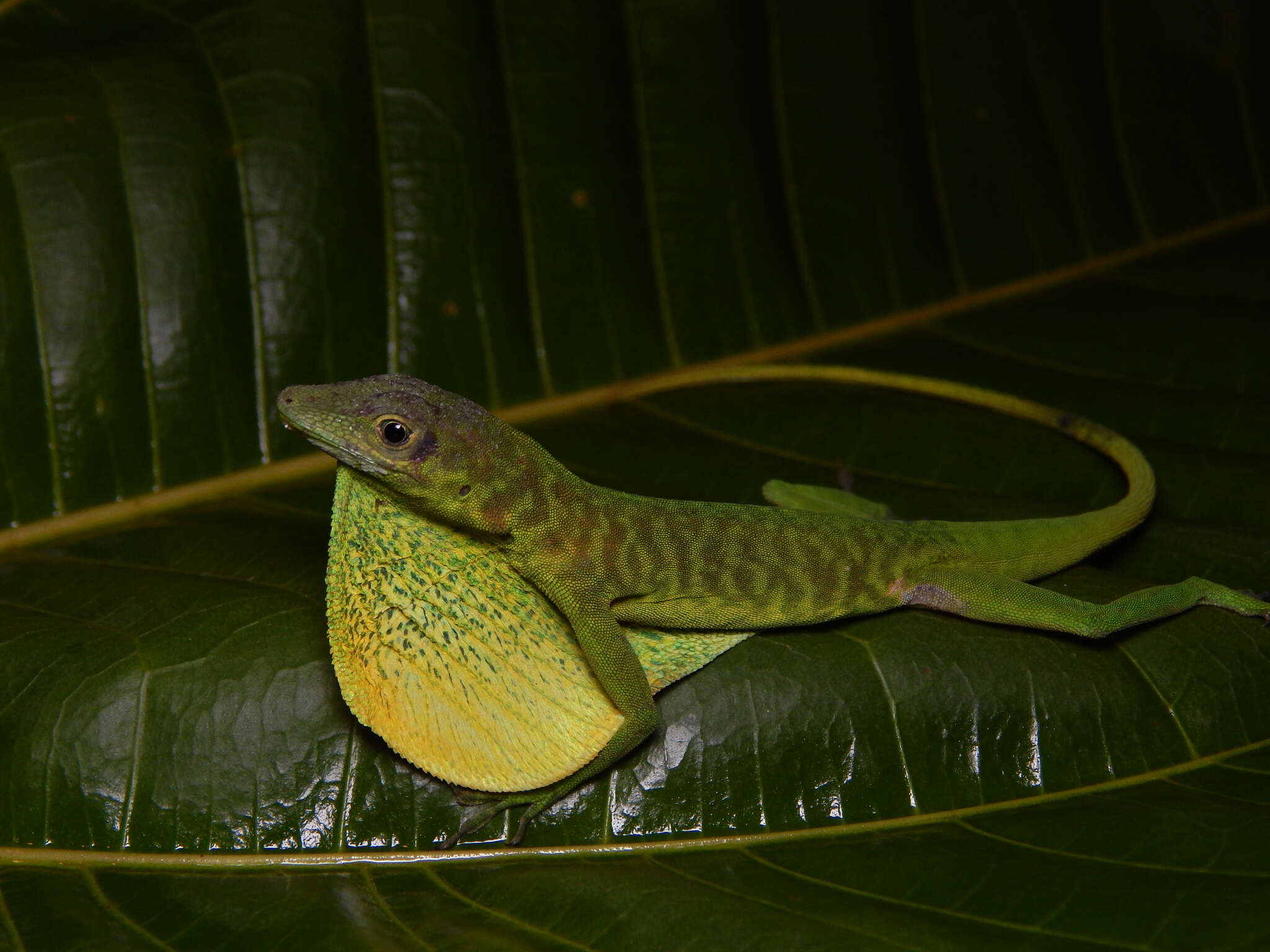 Image of Boulenger's Green Anole