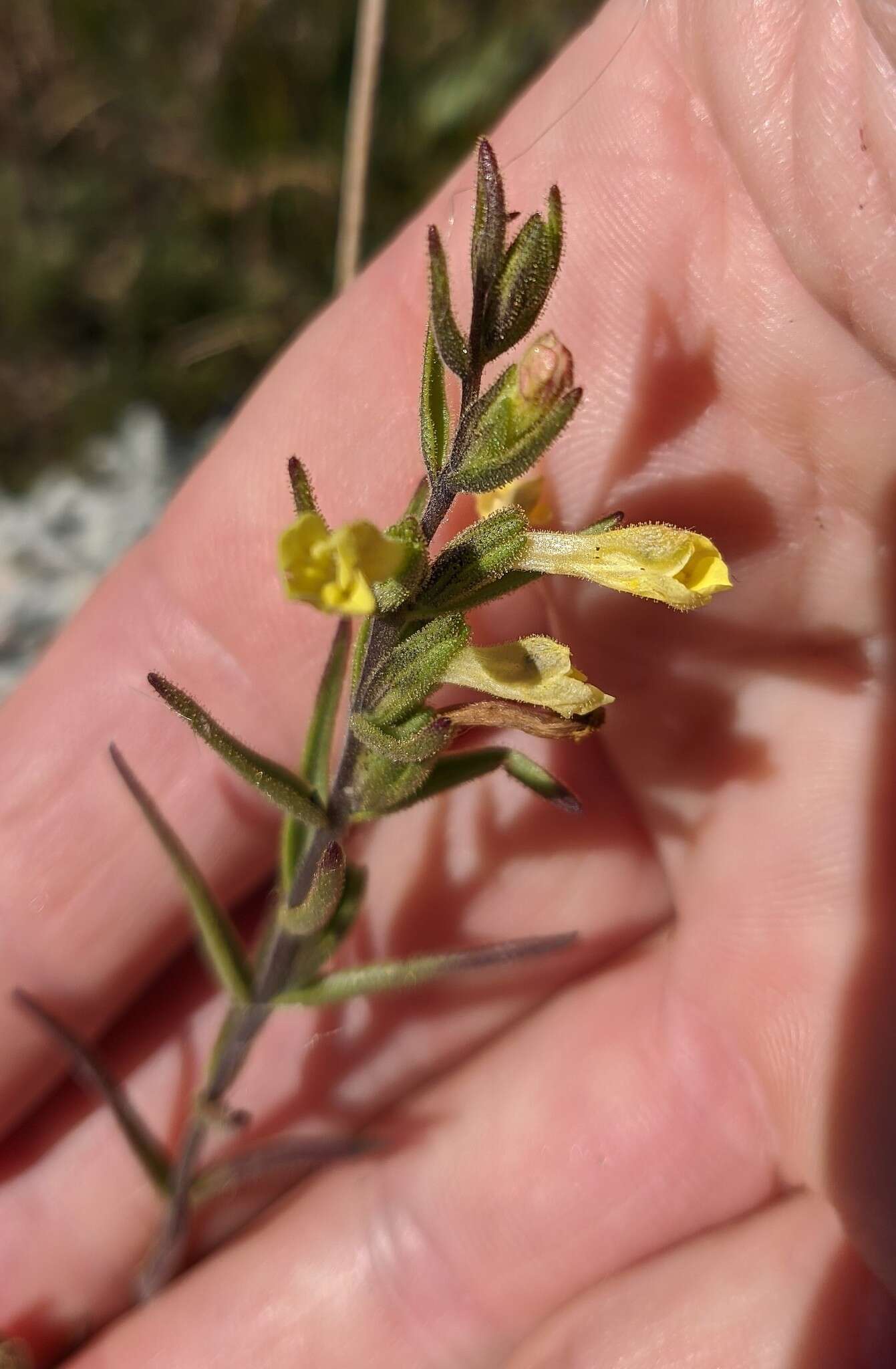 Plancia ëd Macrosyringion glutinosum (M. Bieb.) Rothm.