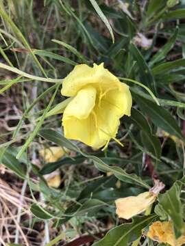 Image de Oenothera howardii (A. Nels.) W. L. Wagner