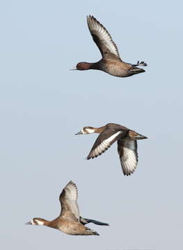 Image of Southern Pochard