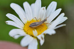 Image of Nabis flavomarginatus Scholtz 1847