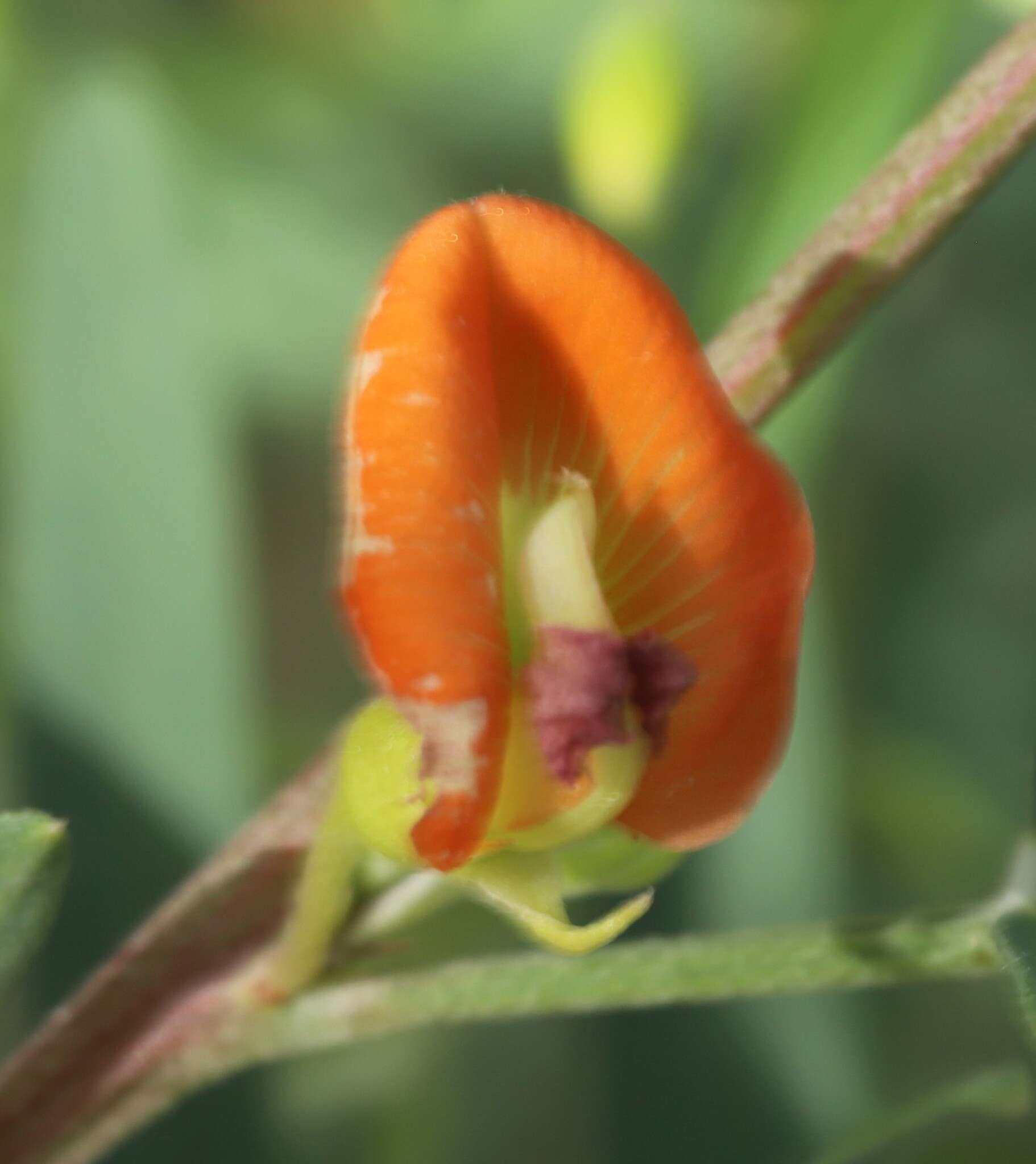 Image of Tephrosia savannicola Domin