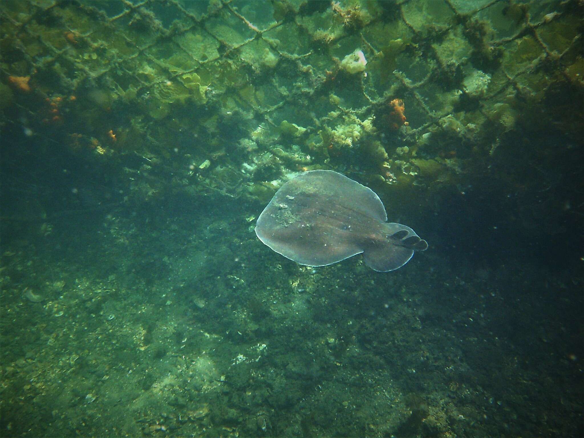 Image of coffin rays