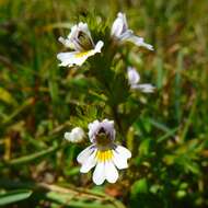 Image of Euphrasia picta Wimmer