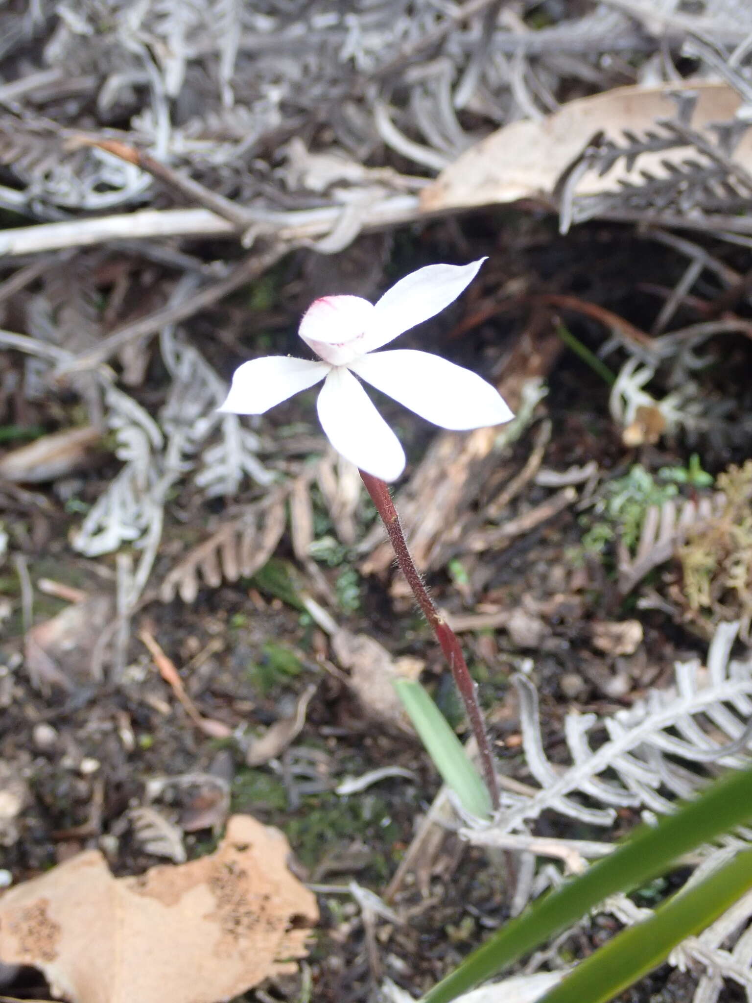 Image of Elegant Caladenia