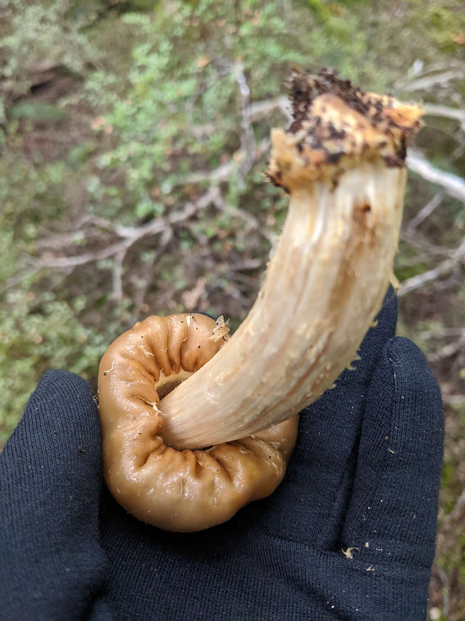 Image of Cortinarius epiphaeus (E. Horak) Peintner & M. M. Moser 2002