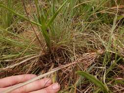 Image of Eulophia hians var. nutans (Sond.) S. Thomas