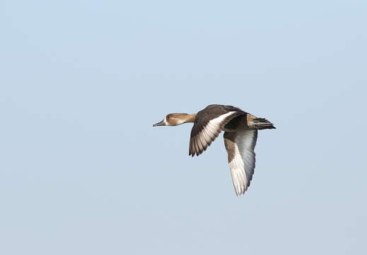 Image of Southern Pochard