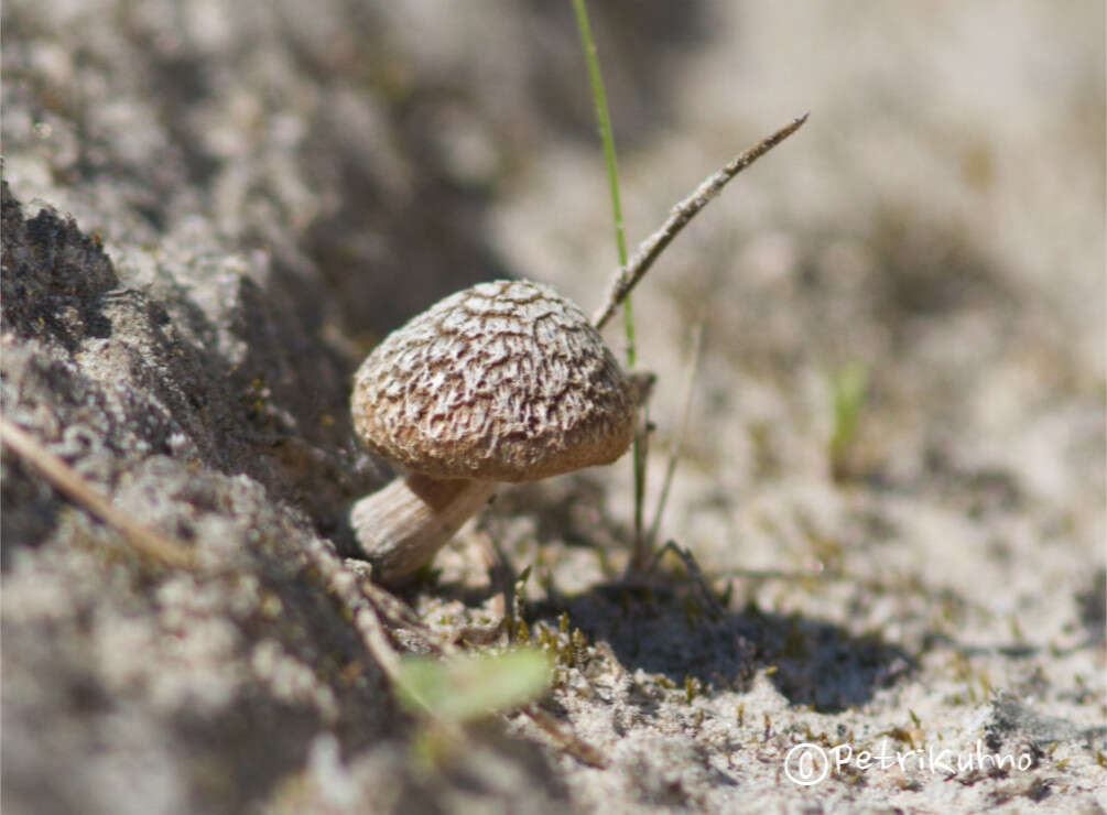 صورة Inocybe impexa (Lasch) Kuyper 1986