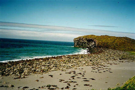 Image of fur seal