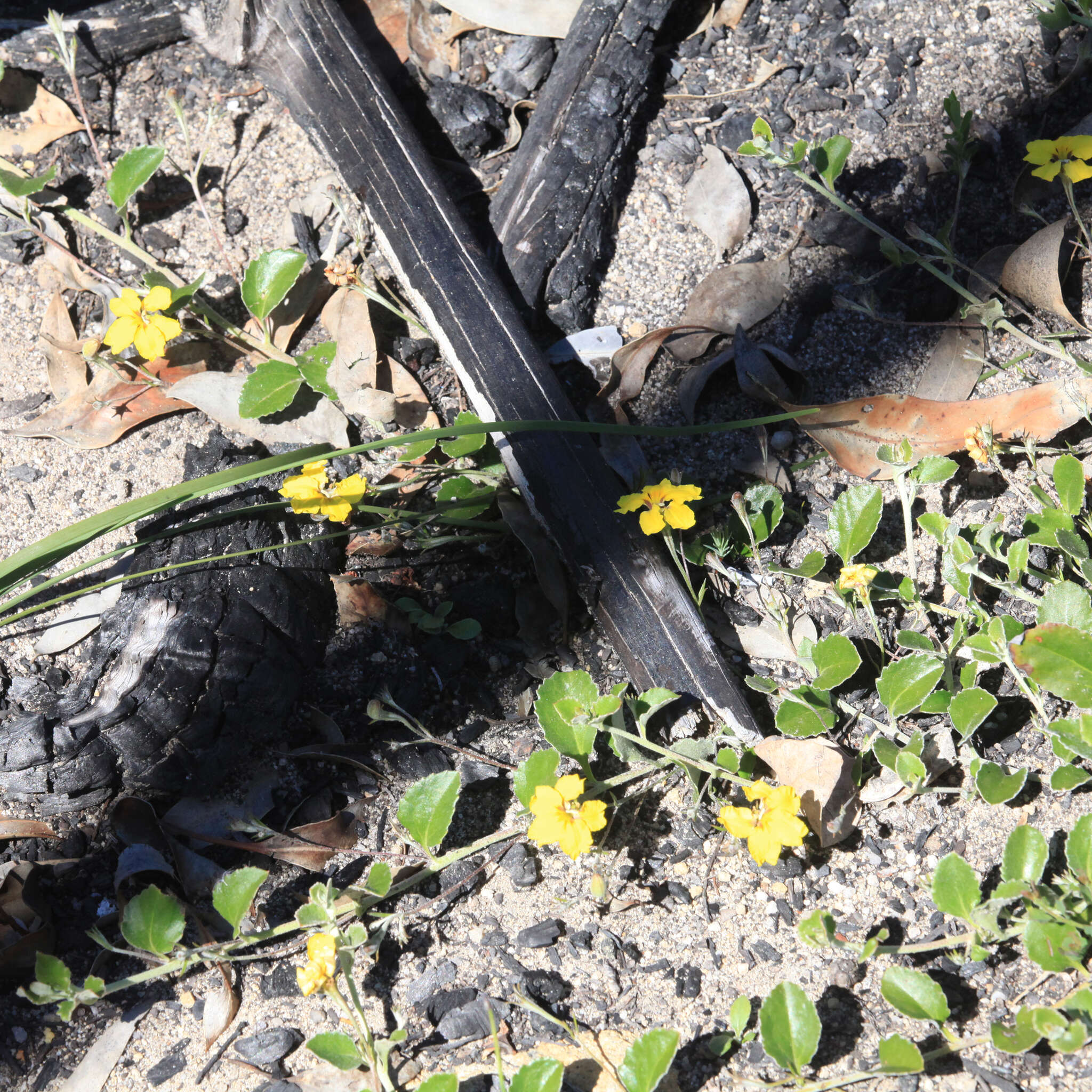 Image of Goodenia hederacea Sm.