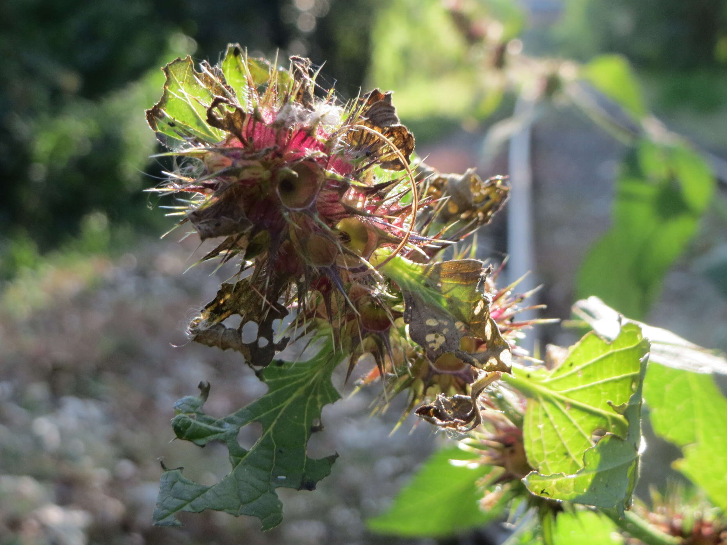 Image of Common hemp nettle