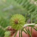 Image of Pleroneura brunneicornis Rohwer