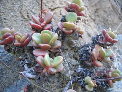 Image of roseflower stonecrop