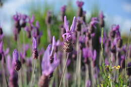 Imagem de Lavandula pedunculata (Mill.) Cav.