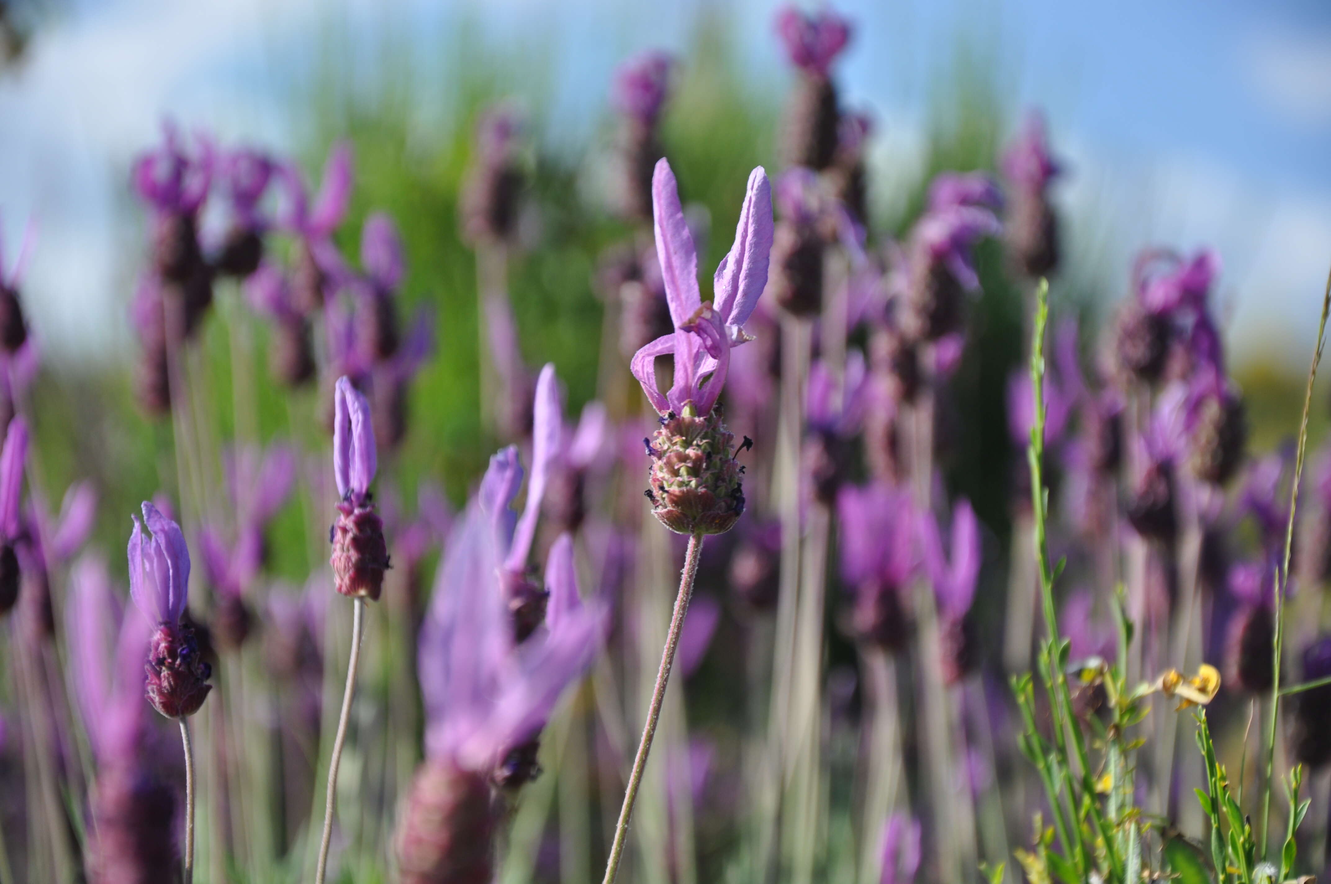 Image of Lavandula pedunculata (Mill.) Cav.