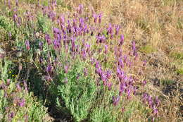 Imagem de Lavandula pedunculata (Mill.) Cav.