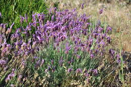 Image of Lavandula pedunculata (Mill.) Cav.