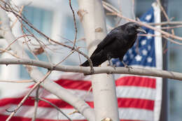 Image of American Crow