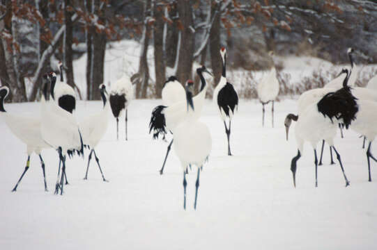 Image of Japanese Crane