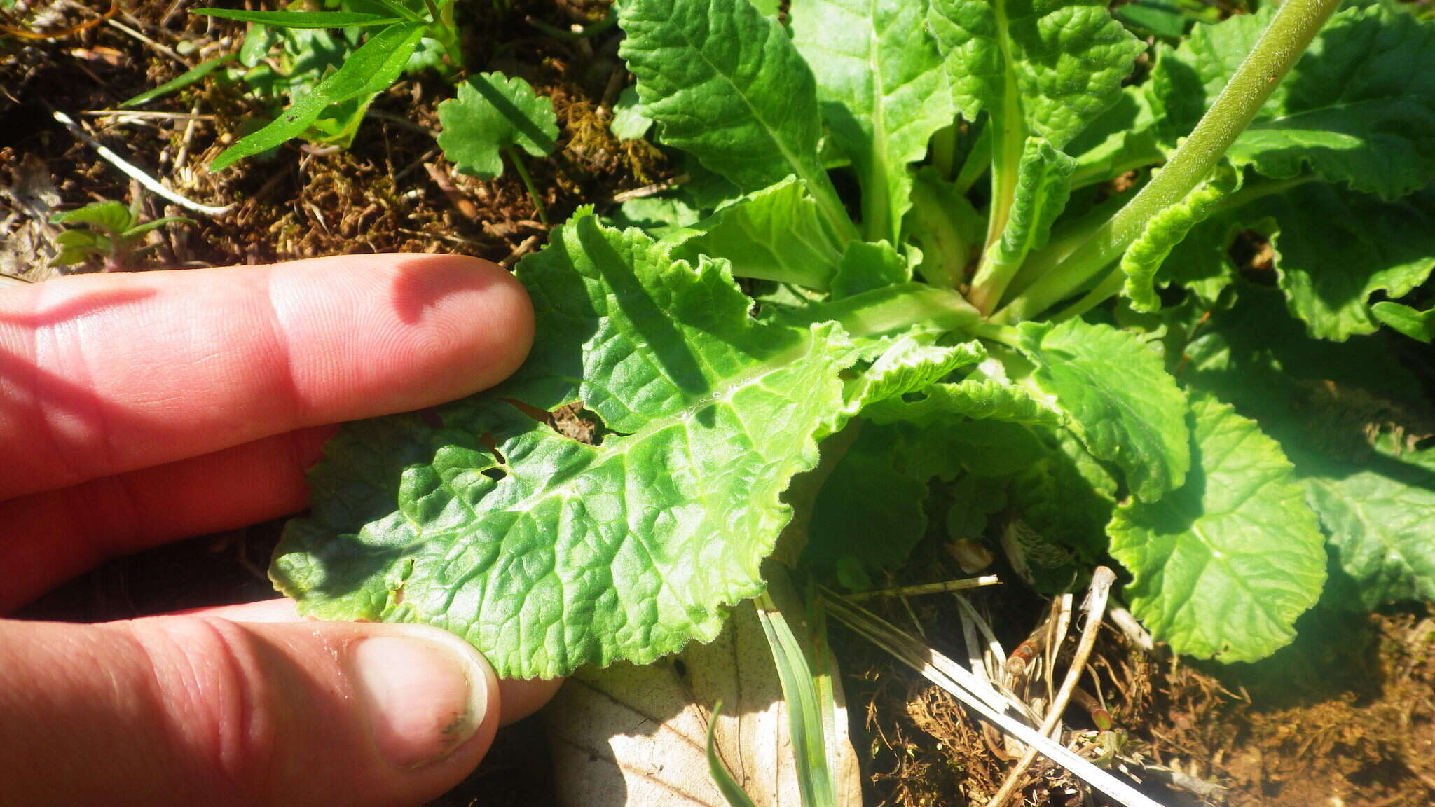 Image of Primula veris subsp. veris