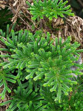 Selaginella stauntoniana Spring resmi