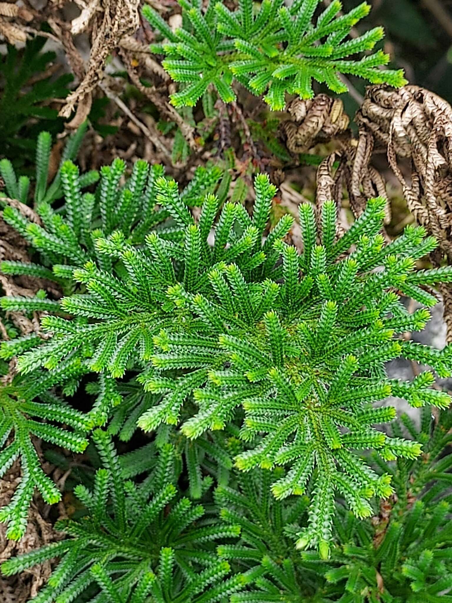 Selaginella stauntoniana Spring resmi