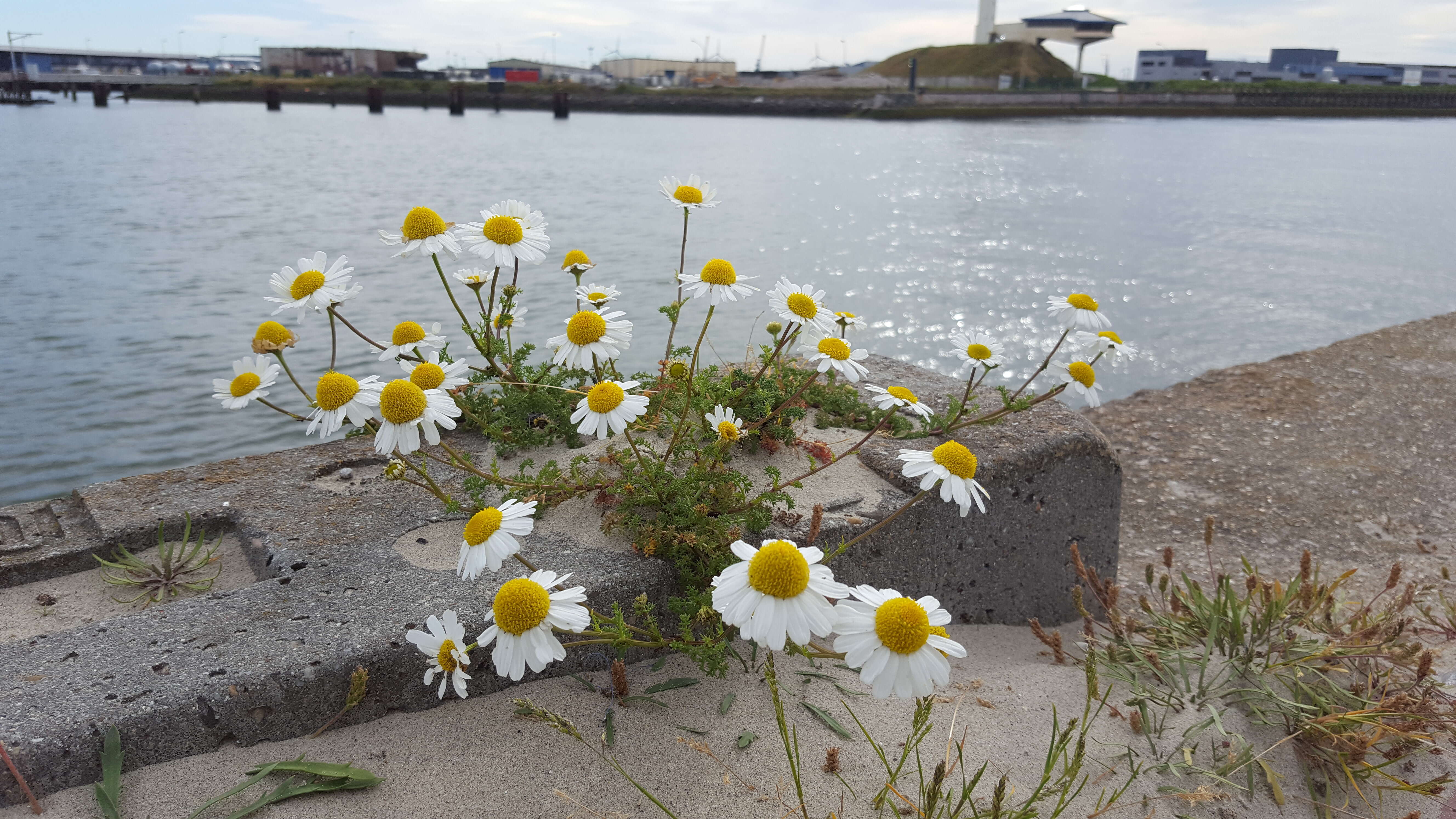 Image of false mayweed