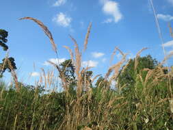 Imagem de Calamagrostis epigejos (L.) Roth