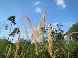 Imagem de Calamagrostis epigejos (L.) Roth