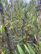 Image of <i>Persoonia confertiflora</i>