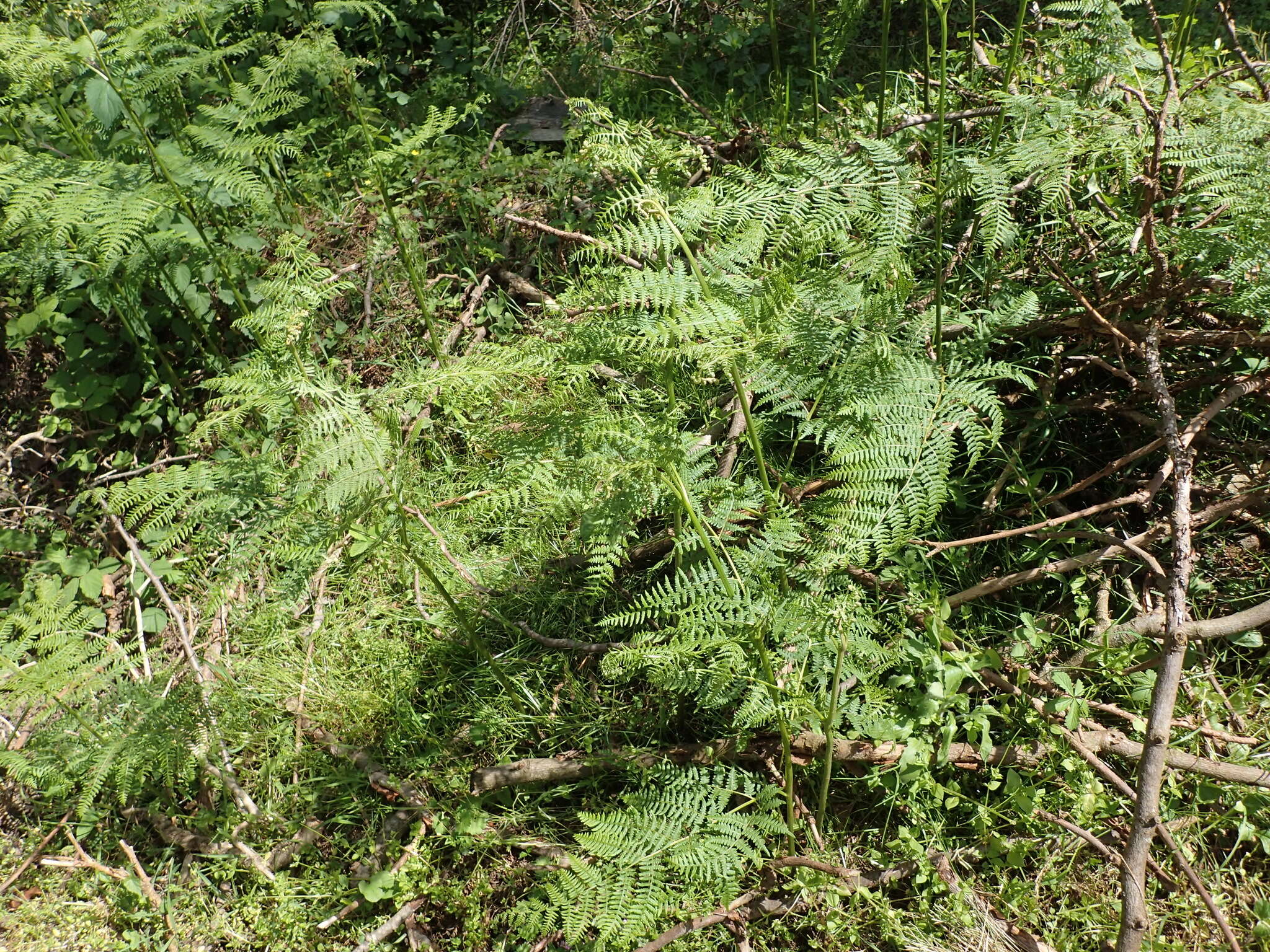 Image of Pteridium aquilinum subsp. aquilinum