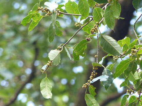 Image of Ficus talbotii King