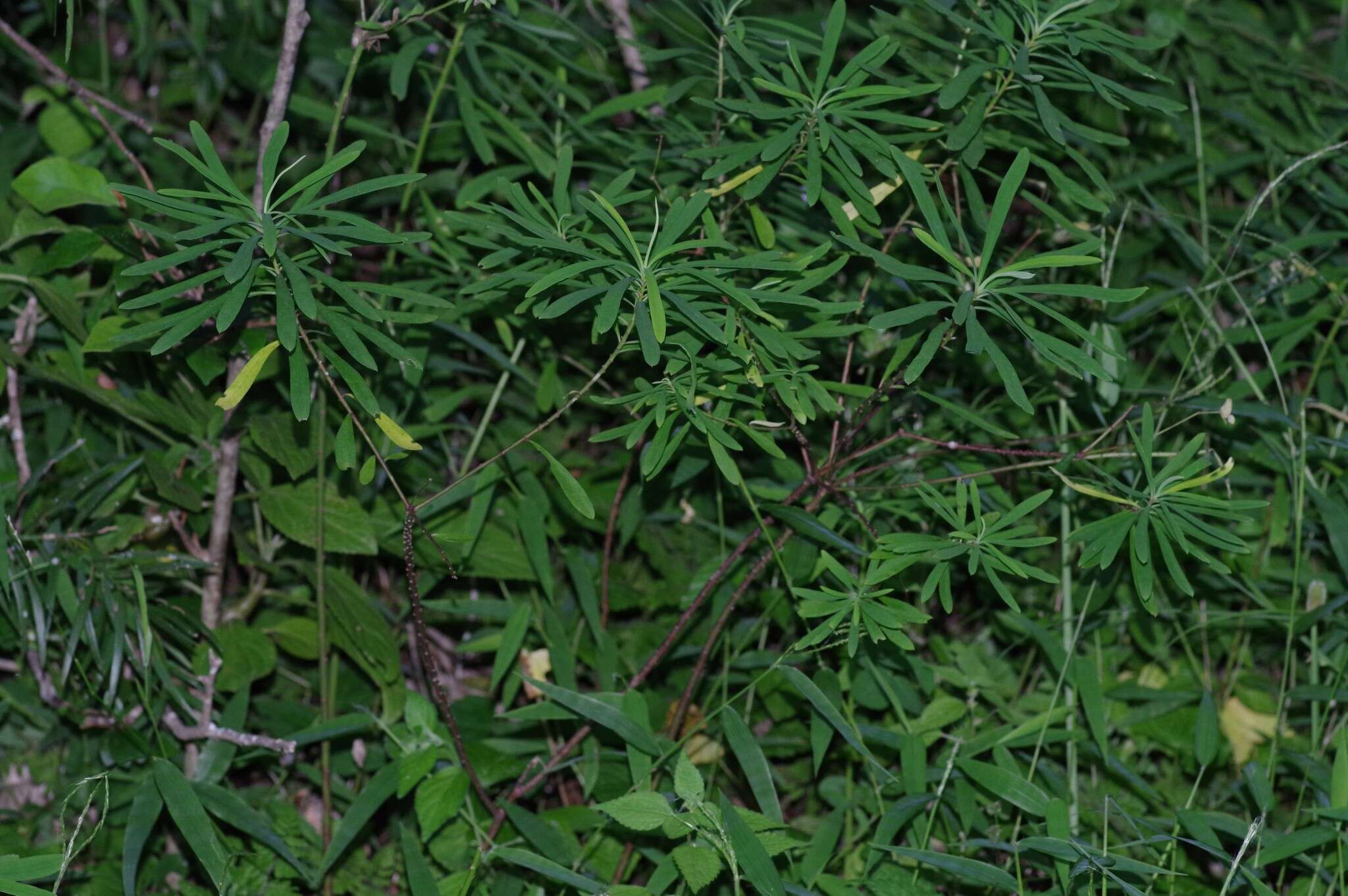 Image of Euphorbia kraussiana Bernh. ex C. Krauss