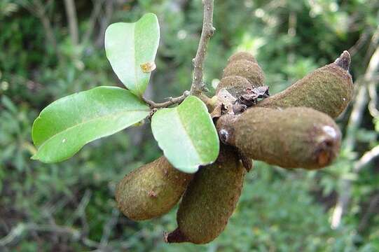 Image of Uvaria lucida subsp. virens (N. E. Br.) Verdc.