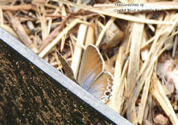 صورة Theclinesthes onycha (Hewitson 1865)