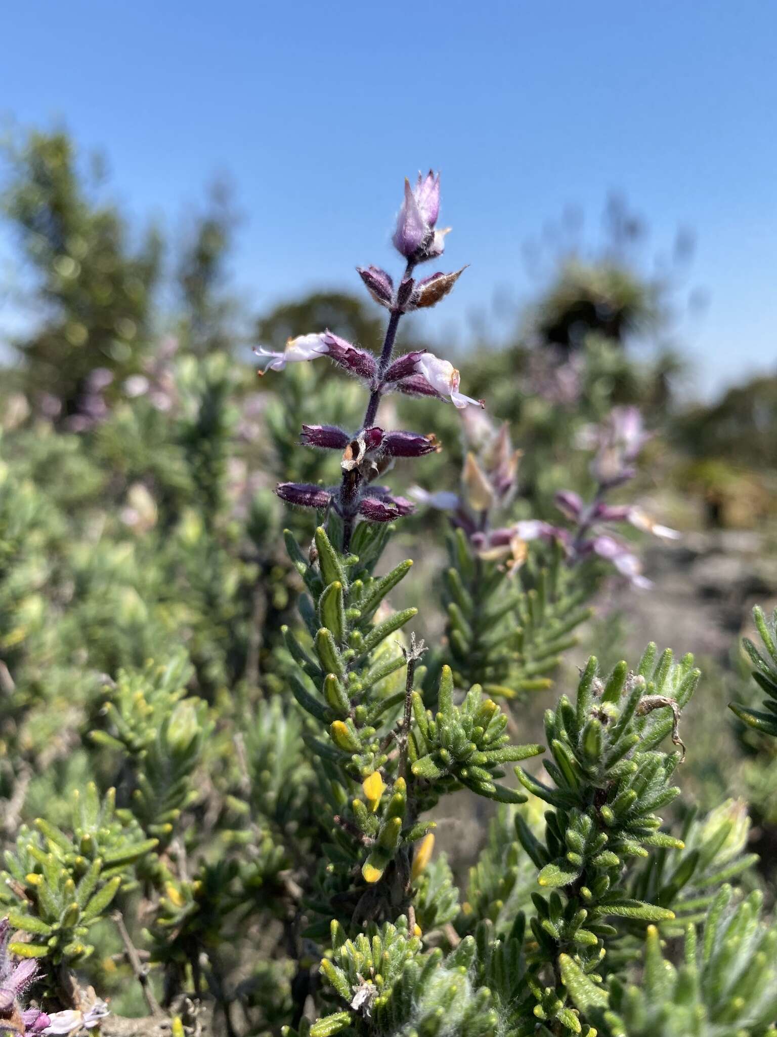 صورة Syncolostemon incanus (Codd) D. F. Otieno