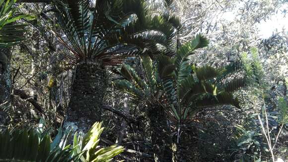 Image of Suurberg Cycad