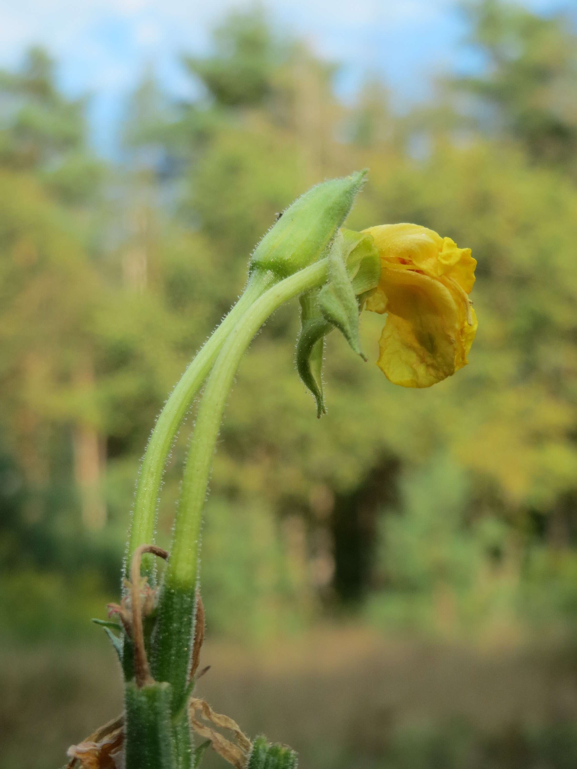 Imagem de Oenothera biennis L.