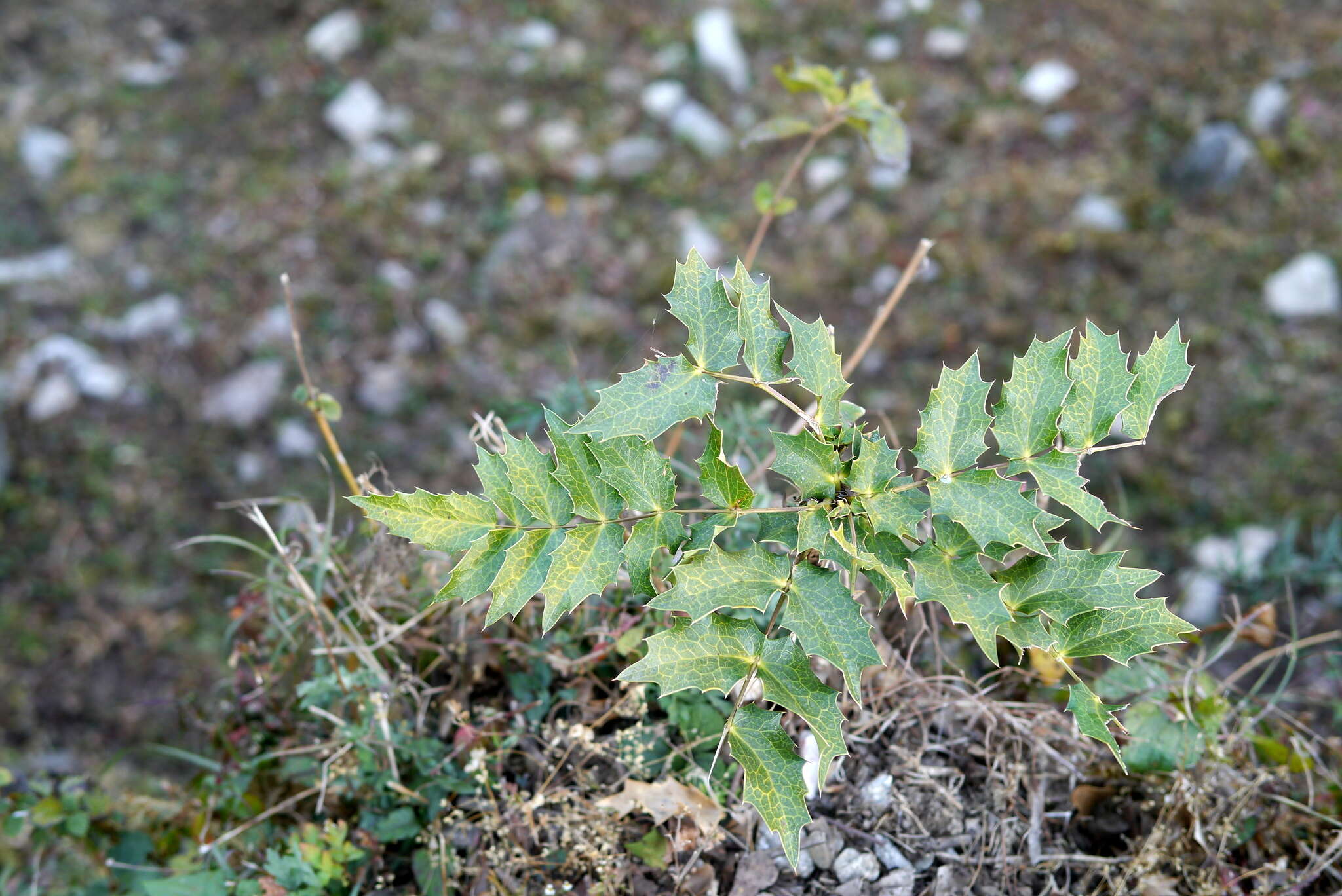 Image of Berberis napaulensis (DC.) Spreng.