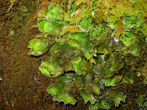 Image of British felt lichen