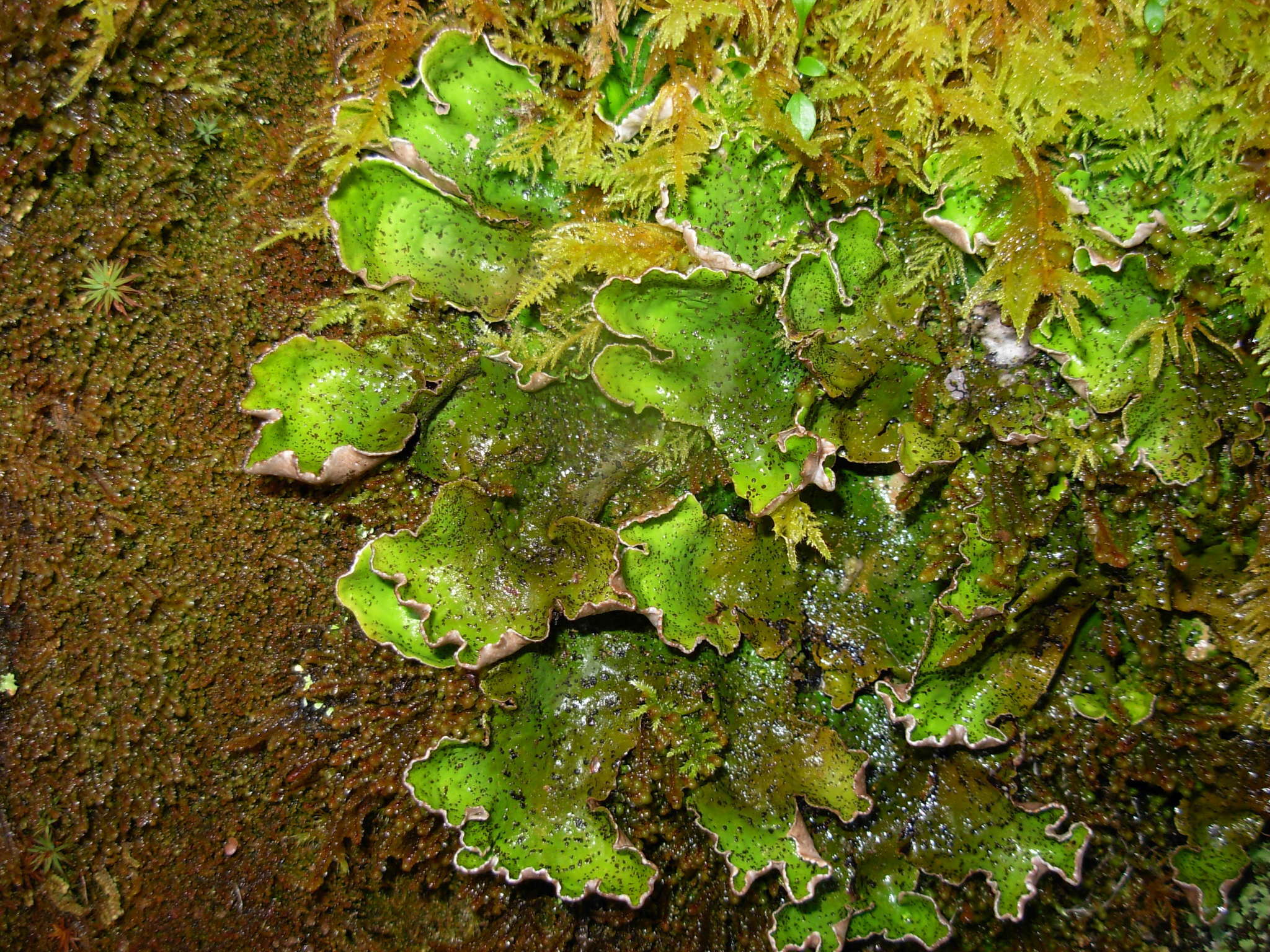 Image of British felt lichen