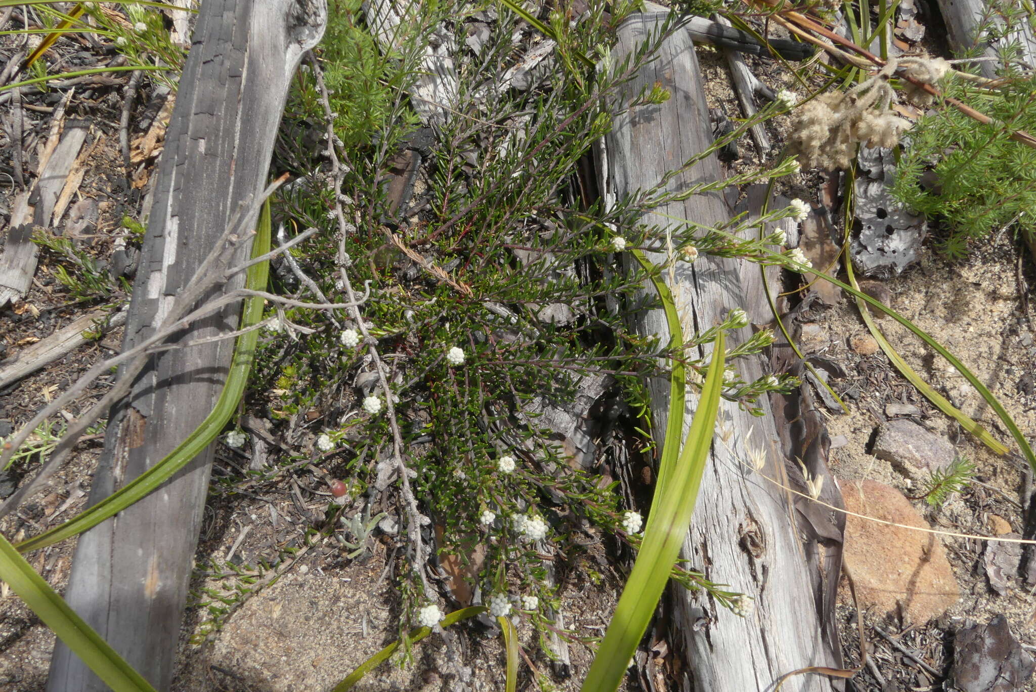 Image of Phylica imberbis Berg.