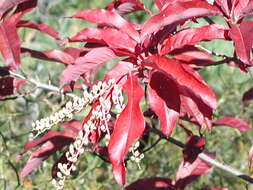 Image de Oxydendrum