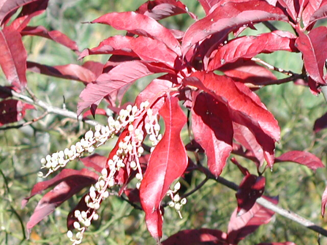 Image de Oxydendrum