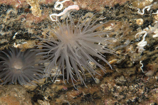 Image of sealoch anemone